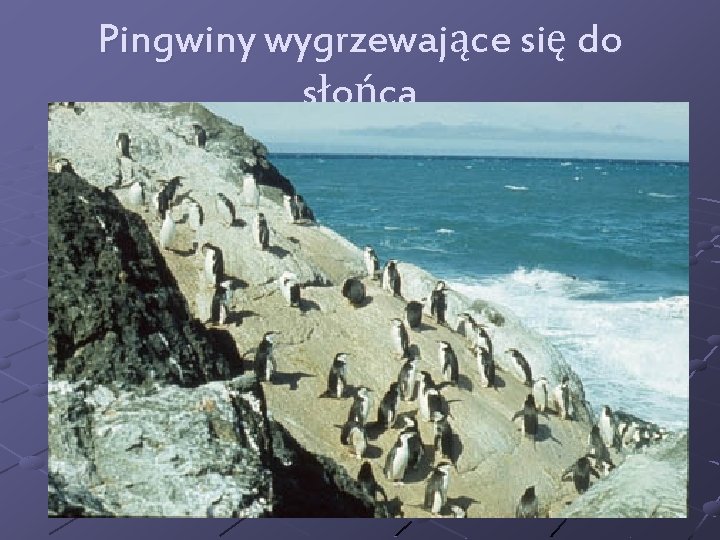 Pingwiny wygrzewające się do słońca 