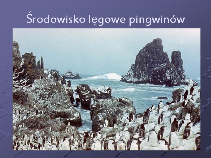 Środowisko lęgowe pingwinów 