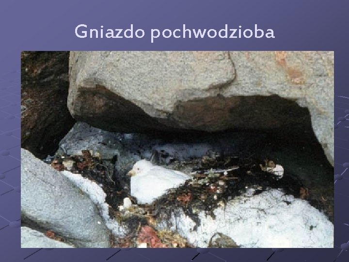 Gniazdo pochwodzioba 