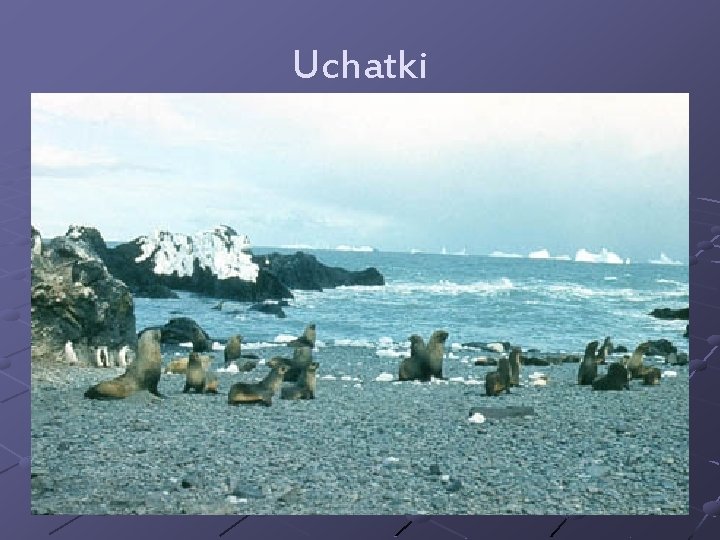 Uchatki 