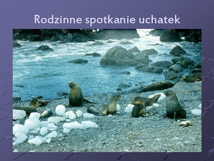 Rodzinne spotkanie uchatek 