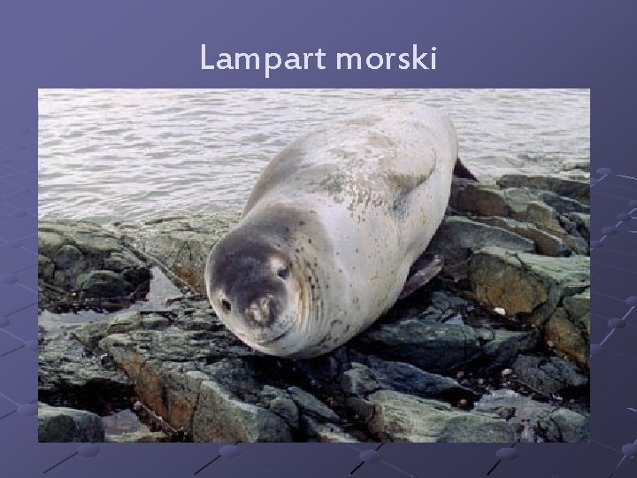 Lampart morski 