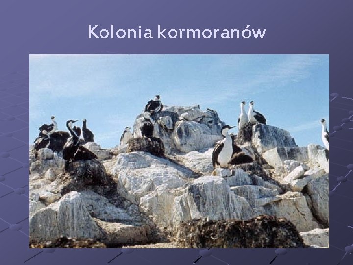 Kolonia kormoranów 