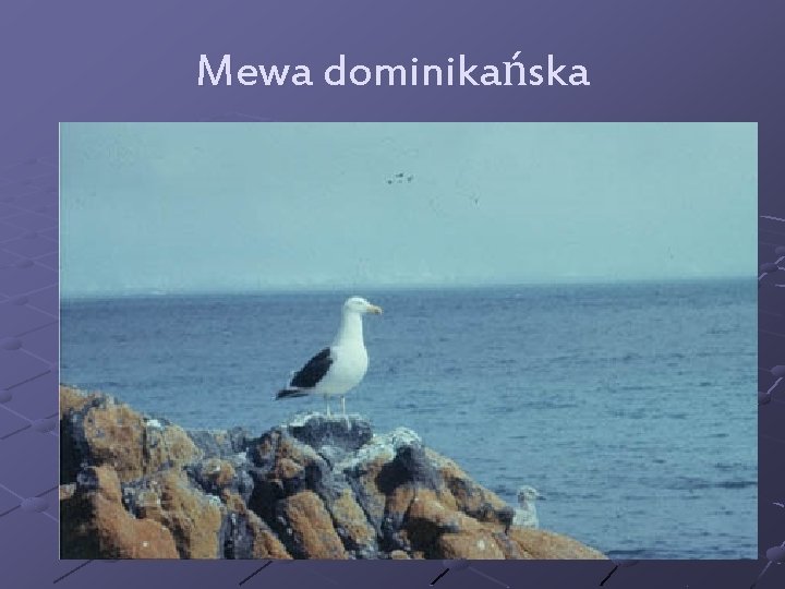 Mewa dominikańska 