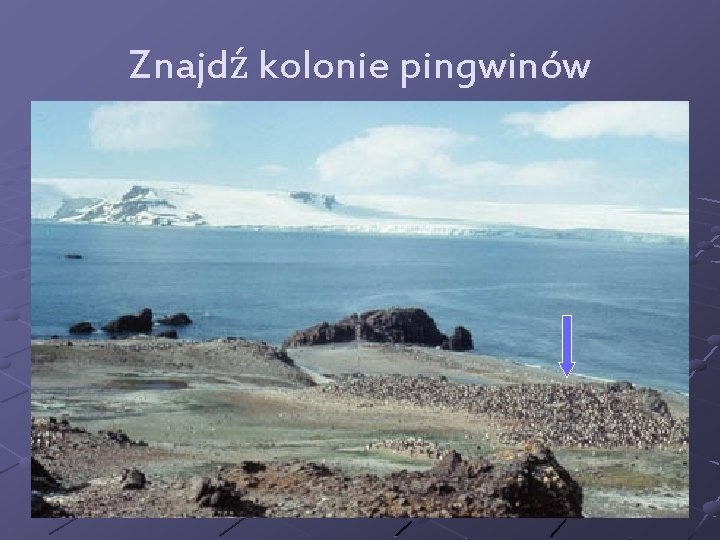 Znajdź kolonie pingwinów 