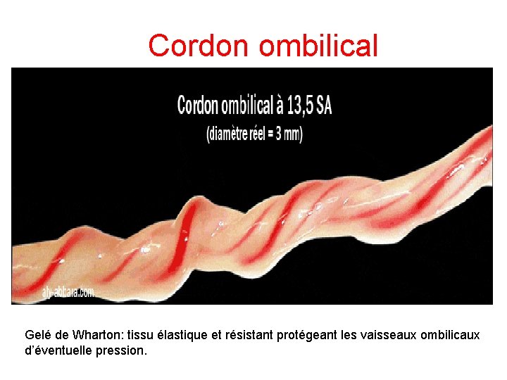 Cordon ombilical Gelé de Wharton: tissu élastique et résistant protégeant les vaisseaux ombilicaux d’éventuelle