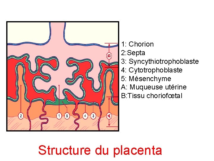 1: Chorion 2: Septa 3: Syncythiotrophoblaste 4: Cytotrophoblaste 5: Mésenchyme A: Muqueuse utérine B: