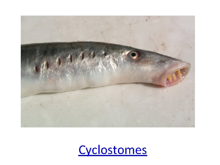 Cyclostomes 