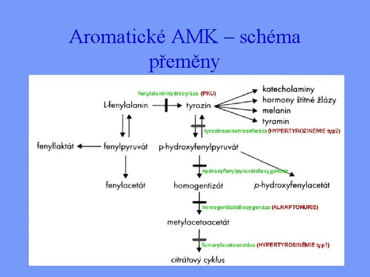 Aromatické AMK – schéma přeměny 