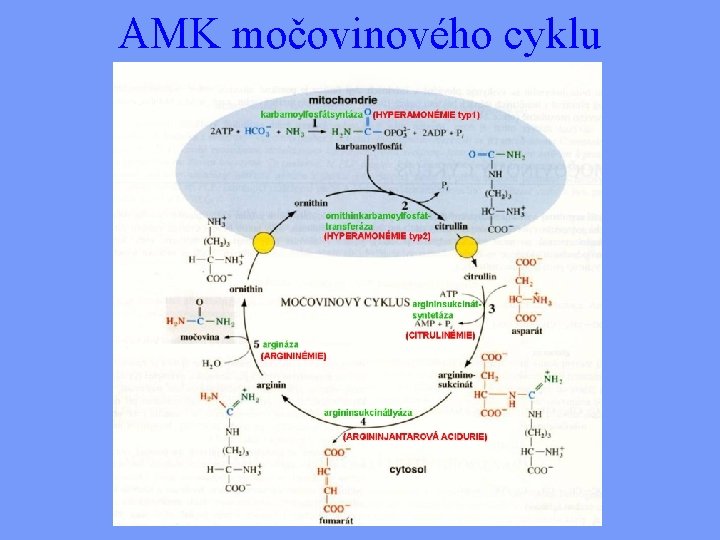 AMK močovinového cyklu 