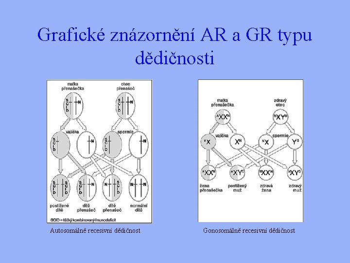 Grafické znázornění AR a GR typu dědičnosti Autosomálně recesivní dědičnost Gonosomálně recesivní dědičnost 