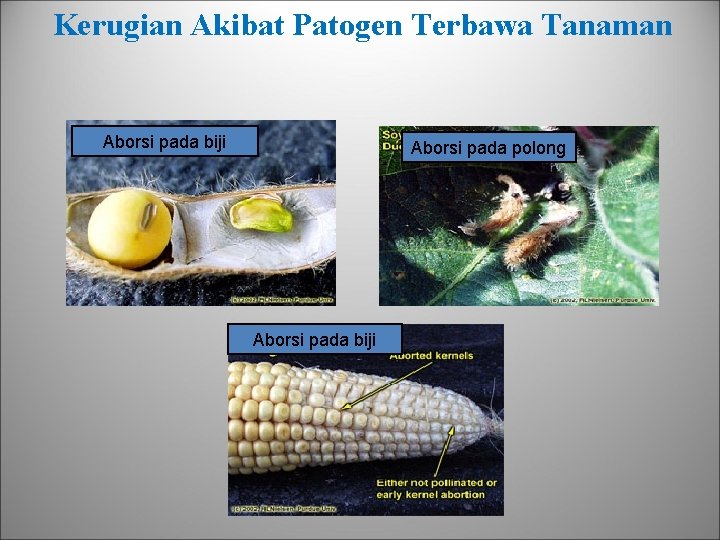 Kerugian Akibat Patogen Terbawa Tanaman Aborsi pada biji Aborsi pada polong Aborsi pada biji