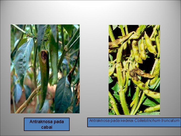 Antraknosa pada cabai Antraknosa pada kedelai Colletotrichum truncatum 