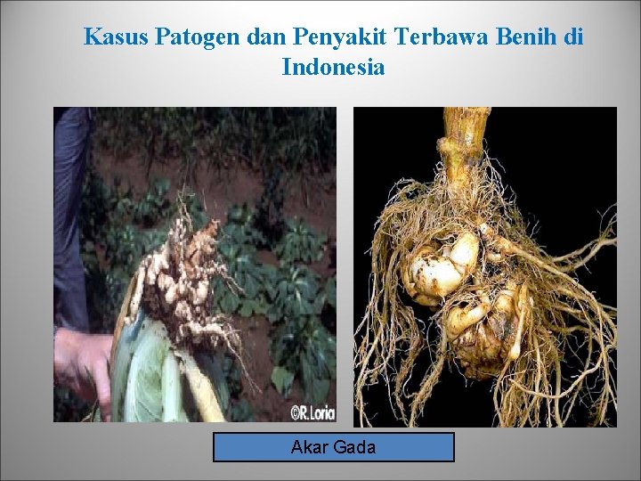Kasus Patogen dan Penyakit Terbawa Benih di Indonesia Akar Gada 