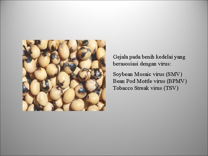 Gejala pada benih kedelai yang berasosiasi dengan virus: Soybean Mosaic virus (SMV) Bean Pod