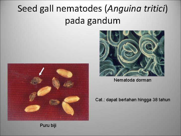 Seed gall nematodes (Anguina tritici) pada gandum Nematoda dorman Cat. : dapat bertahan hingga