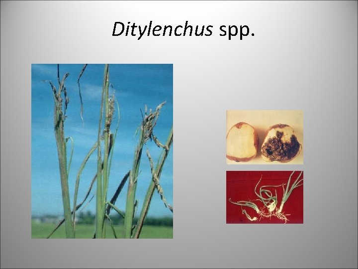 Ditylenchus spp. 