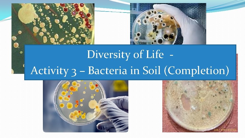 Diversity of Life Activity 3 – Bacteria in Soil (Completion) 