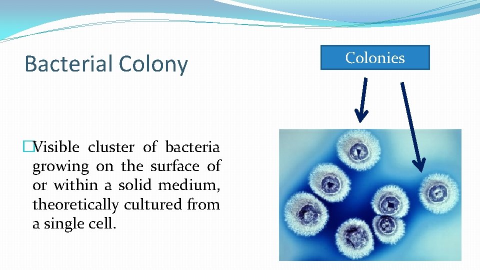 Bacterial Colony �Visible cluster of bacteria growing on the surface of or within a