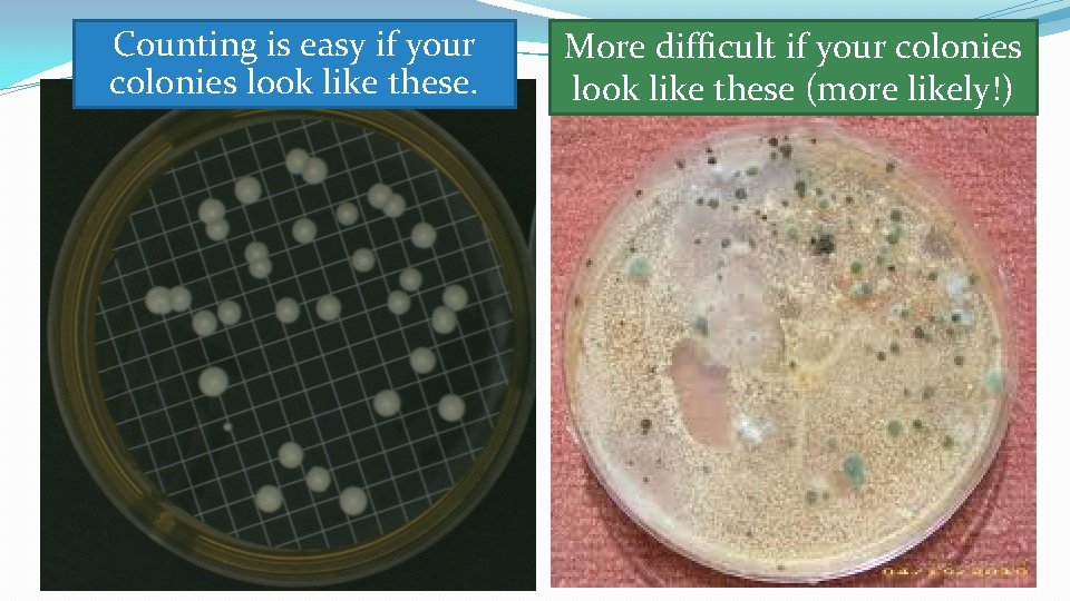 Counting is easy if your colonies look like these. More difficult if your colonies