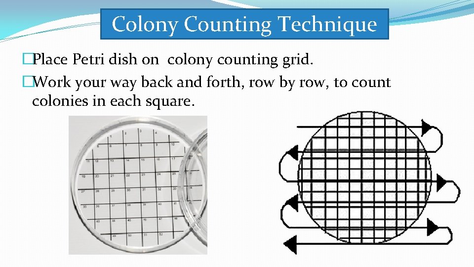 Colony Counting Technique �Place Petri dish on colony counting grid. �Work your way back