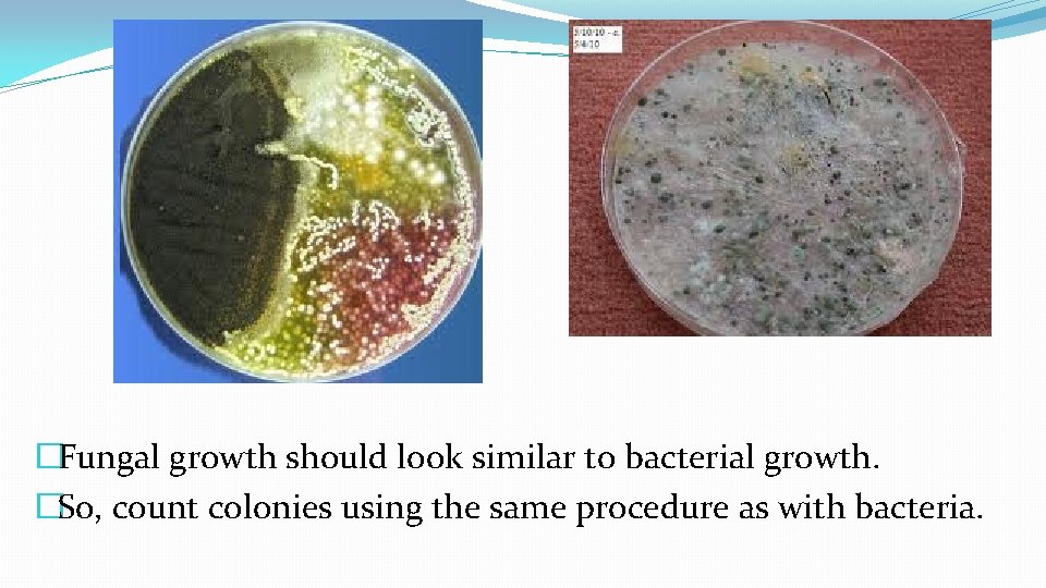 �Fungal growth should look similar to bacterial growth. �So, count colonies using the same