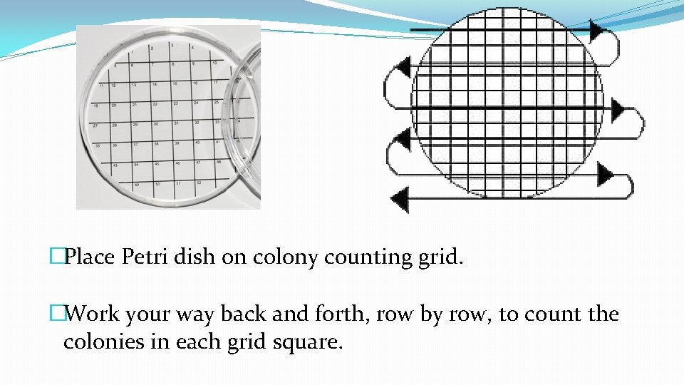 �Place Petri dish on colony counting grid. �Work your way back and forth, row