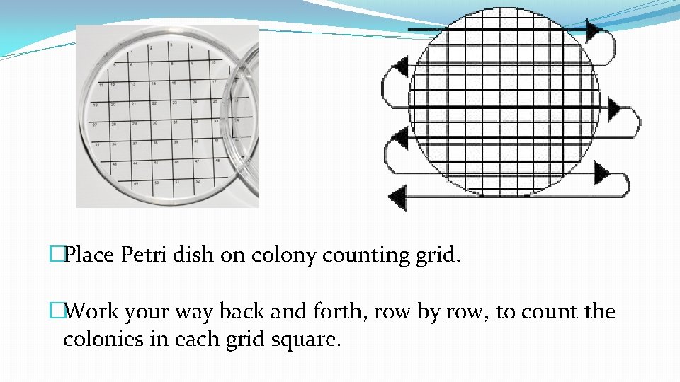 �Place Petri dish on colony counting grid. �Work your way back and forth, row