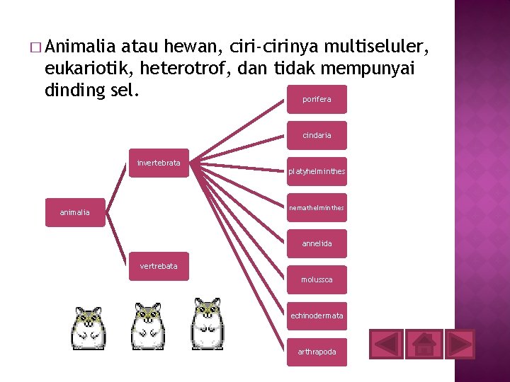 � Animalia atau hewan, ciri-cirinya multiseluler, eukariotik, heterotrof, dan tidak mempunyai dinding sel. porifera