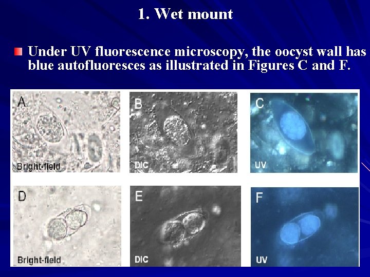 1. Wet mount Under UV fluorescence microscopy, the oocyst wall has blue autofluoresces as