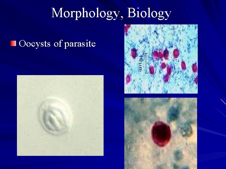 Morphology, Biology Oocysts of parasite 