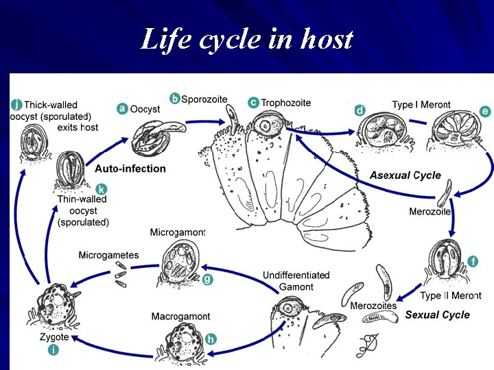 Life cycle in host 