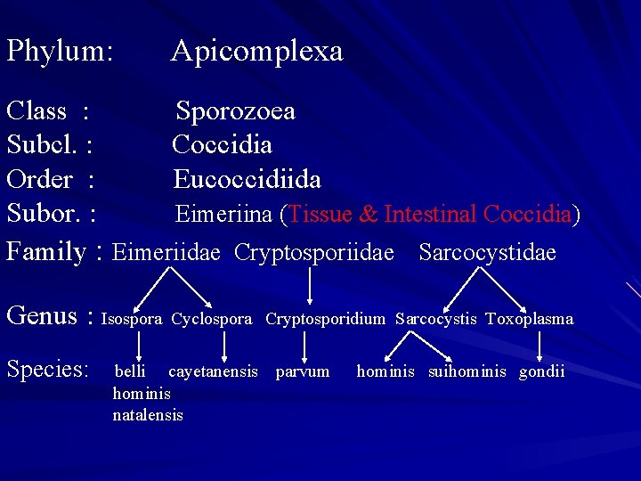 Phylum: Apicomplexa Class : Sporozoea Subcl. : Coccidia Order : Eucoccidiida Subor. : Eimeriina