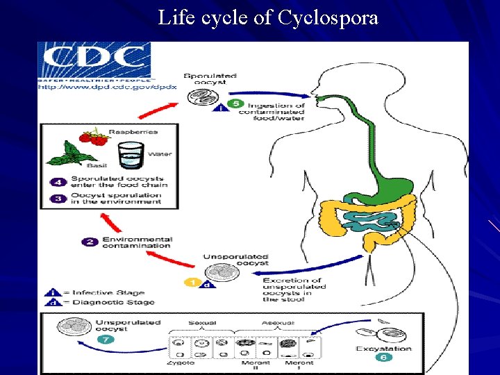 Life cycle of Cyclospora 