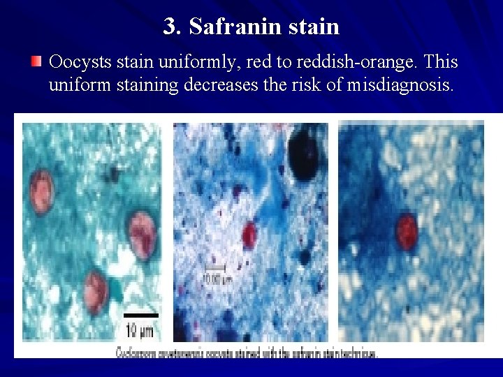 3. Safranin stain Oocysts stain uniformly, red to reddish-orange. This uniform staining decreases the