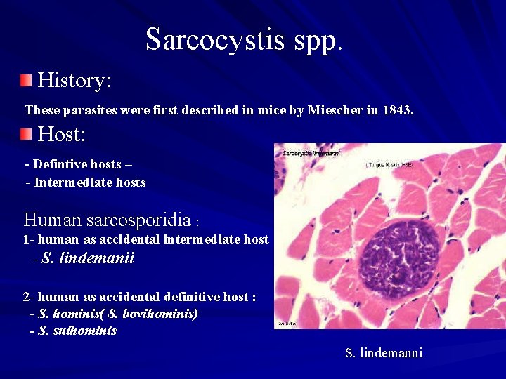 Sarcocystis spp. History: These parasites were first described in mice by Miescher in 1843.