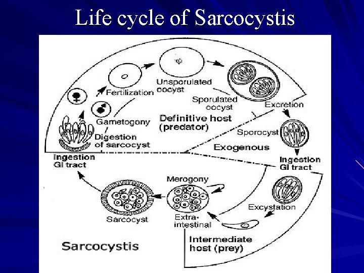 Life cycle of Sarcocystis 