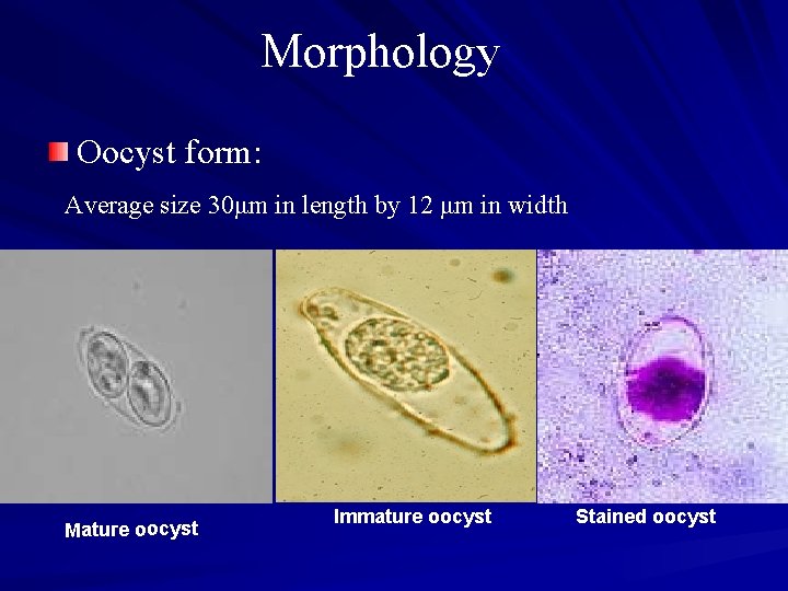 Morphology Oocyst form: Average size 30μm in length by 12 μm in width Mature