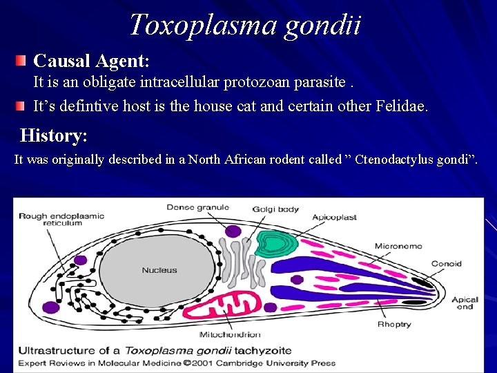 Toxoplasma gondii Causal Agent: It is an obligate intracellular protozoan parasite. It’s defintive host