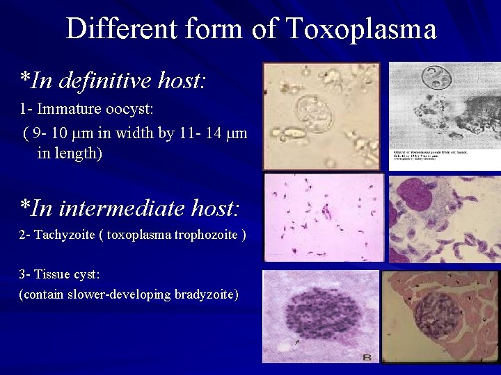 Different form of Toxoplasma *In definitive host: 1 - Immature oocyst: ( 9 -