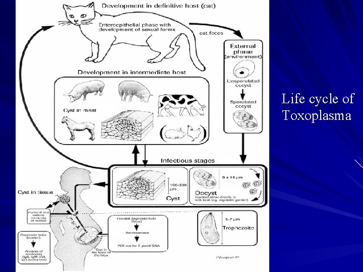 Life cycle of Toxoplasma 