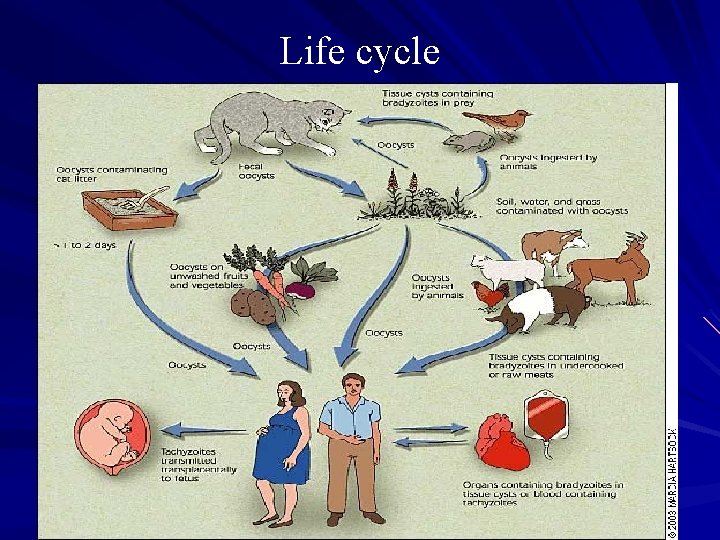 Life cycle 