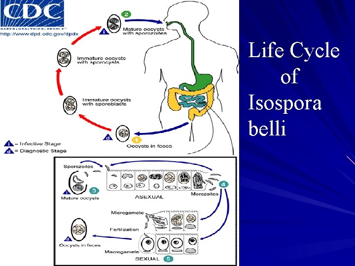 Life Cycle of Isospora belli 
