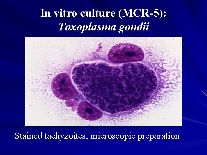 In vitro culture (MCR-5): Toxoplasma gondii Stained tachyzoites, microscopic preparation 