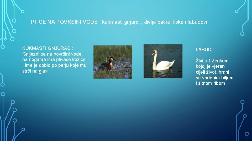 PTICE NA POVRŠINI VODE : kukmasti gnjurci , divlje patke, liske i labudovi KUKMASTI