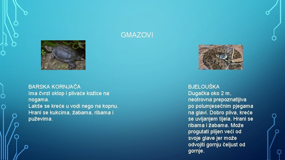 GMAZOVI BARSKA KORNJAČA Ima čvrst oklop i plivaće kožice na nogama. Lakše se kreće