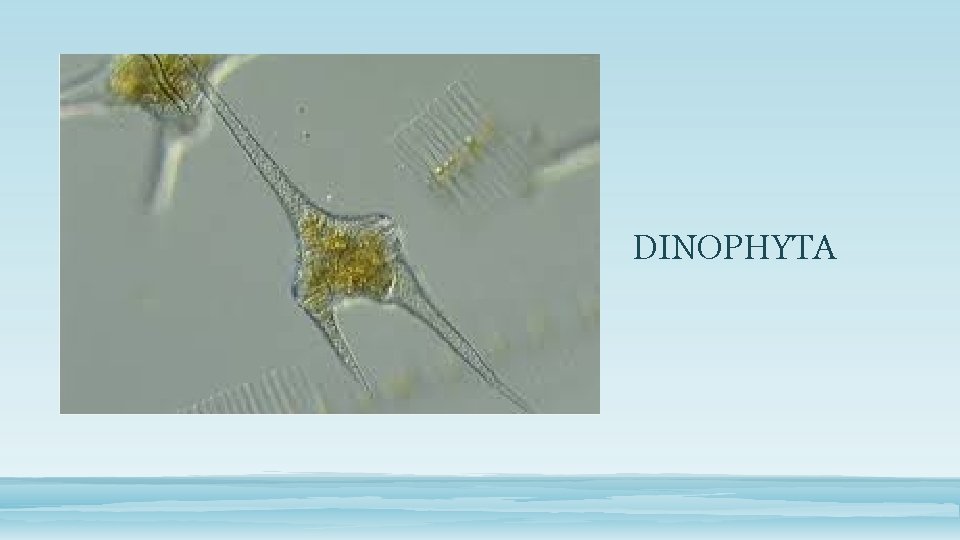 DINOPHYTA 