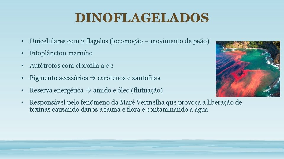 DINOFLAGELADOS • Unicelulares com 2 flagelos (locomoção – movimento de peão) • Fitoplâncton marinho