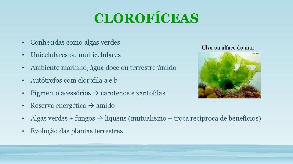 CLOROFÍCEAS • Conhecidas como algas verdes Ulva ou alface do mar • Unicelulares ou