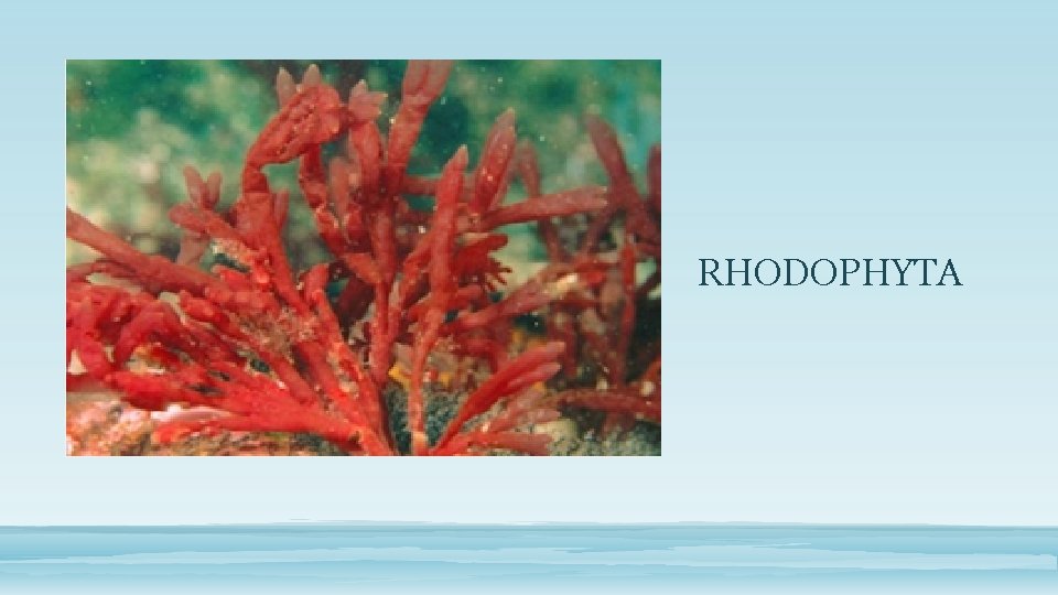 RHODOPHYTA 